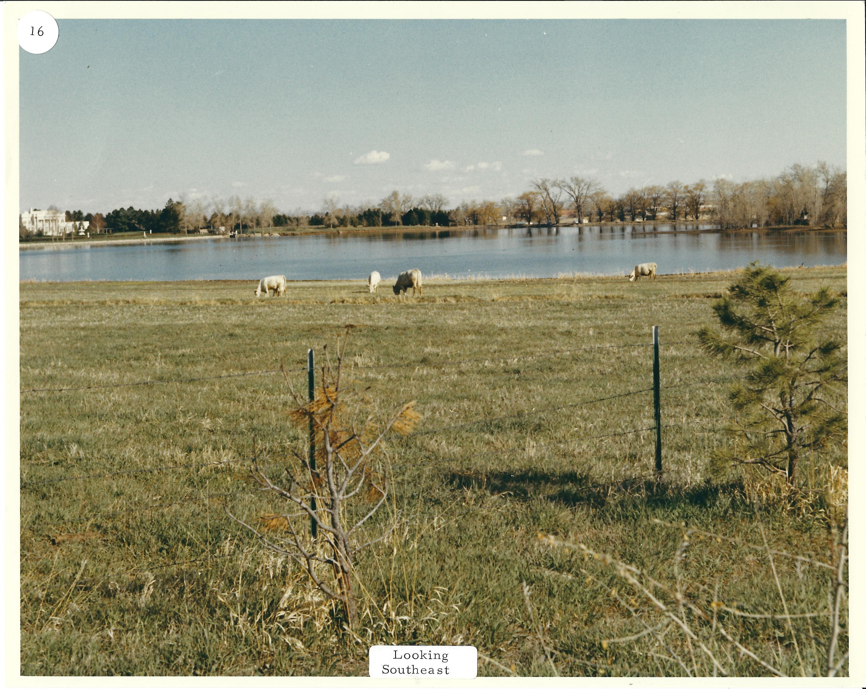 cattle on Belmar farm
