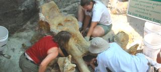 Excavation of Lamb Springs mammoth skull.