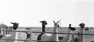 Llamas