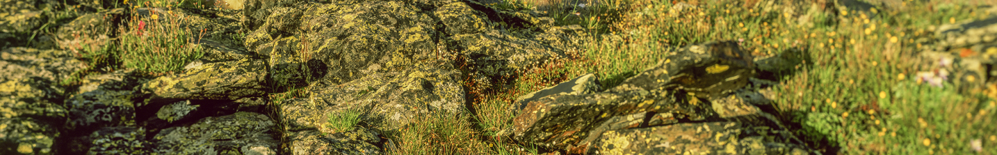 Billy goat below the Trinity Alps