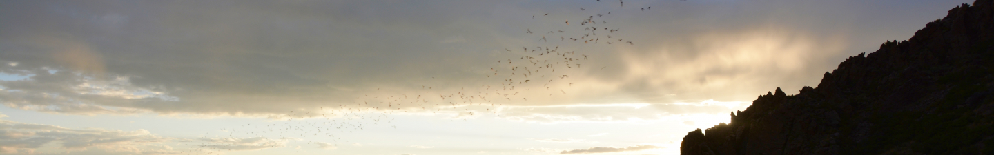 Bats take flight over the San Luis Valley