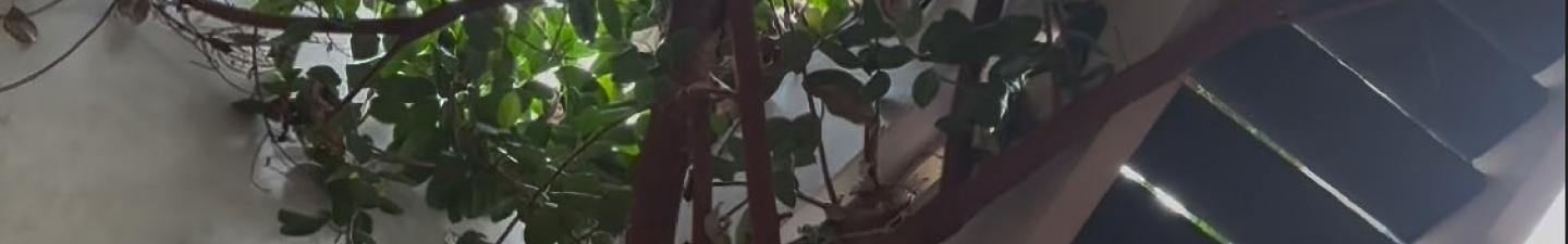 The Bell Block rubber tree, growing up through the atrium of the building.