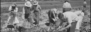 A black and white photo of a group of Asian American men and women in work clothes, laboring in a field. 