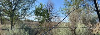 A few barbed wires among bushes and trees.