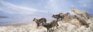 Alaskan Grey Wolves diorama
