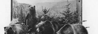 Grizzly Bear diorama at the Colorado Museum of Natural History