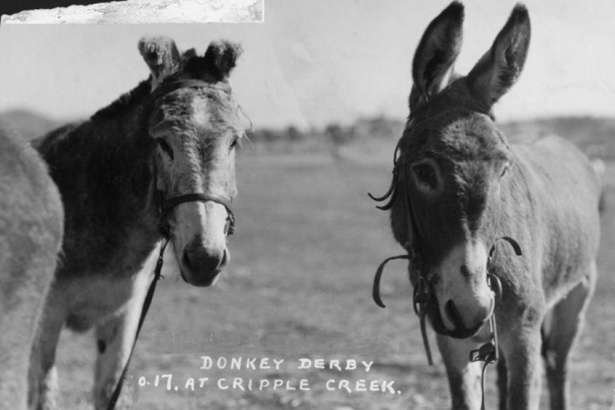 photo of donkeys
