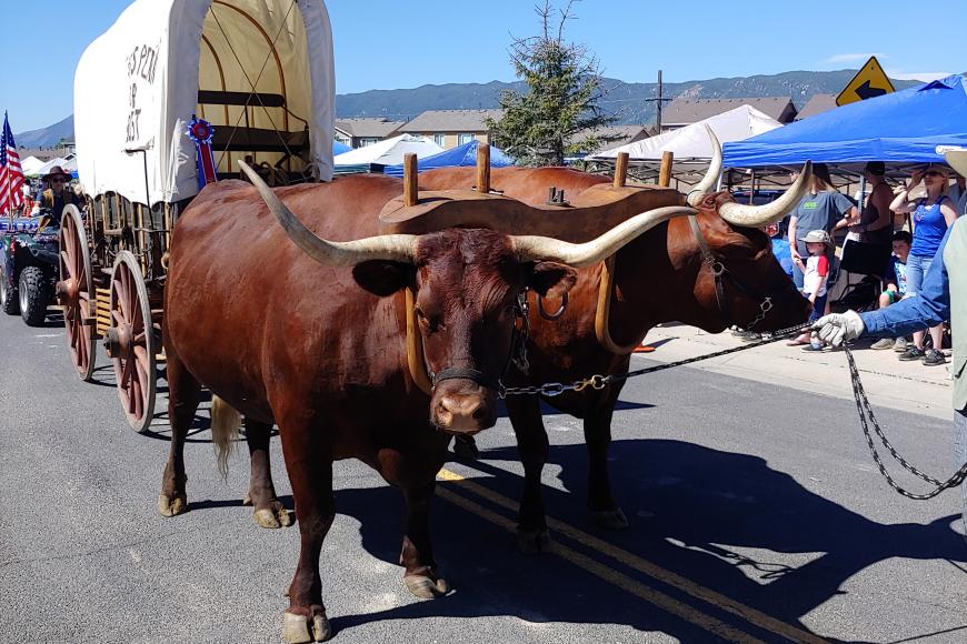 Two brown oxen with long horns haul a replica covered wagon down a street. On the wagon is a prize ribbon. The oxen are being led on leads by someone just out of shot. The oxen are in a parade, with tractors behind their wagon.