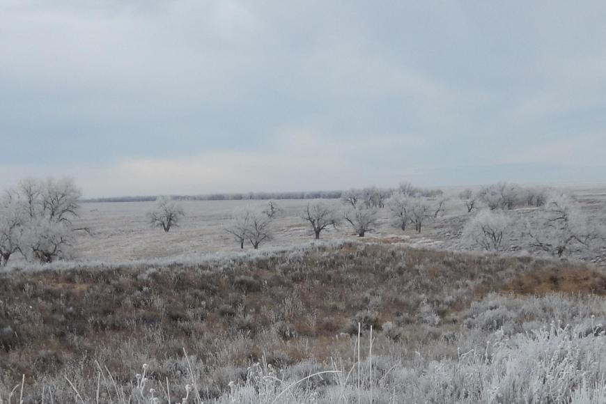 Site of the Sand Creek massacre in winter. The landscape of grass and trees is covered in frost.