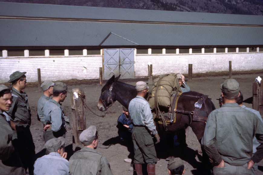 A group of soldiers at Camp Hale barracks, loading heavy burlap cargo onto a mule's back.