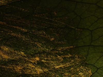 Photo of brush strokes of glittering gold paint partially covering a dark, cracked surface seen underneath.