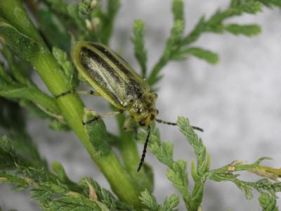 Photo closeup of a small yellow-green beetle with blackish mottled markings on its back and head. Its eyes are small and black, and it has a black spot of the same size on the top center of its head. Its antennae are black, as are the bottom sections of its legs. It is crawling along a tamarisk branch which is the same yellow-green color as the beetle.