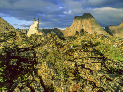 Billy goat below the Trinity Alps