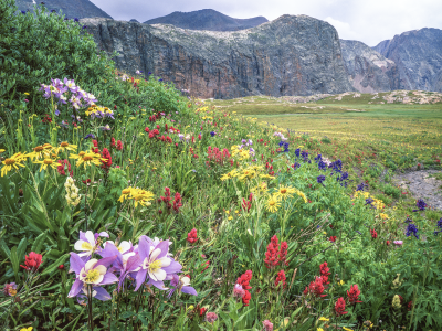 Colorado columbine wildflowers