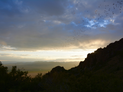 Bats take flight over the San Luis Valley