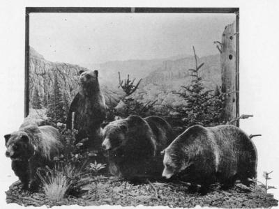 Grizzly Bear diorama at the Colorado Museum of Natural History