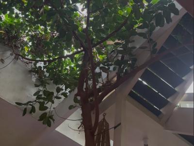 The Bell Block rubber tree, growing up through the atrium of the building.